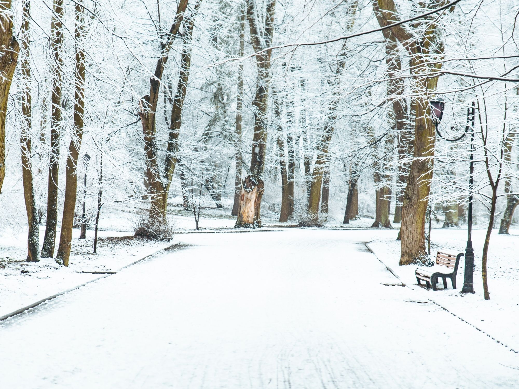 Immune Function & the Nervous System: Staying Healthy Through the Winter